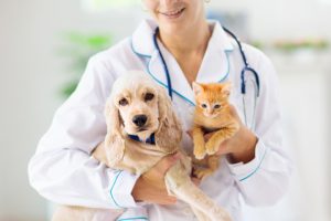 Ветеринарная клиника: в каких случаях необходимо показать питомца врачу?
