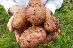 Выбираем семенной картофель на посадку: на что обратить внимание?