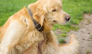 Препарат от блох и клещей для собак: как их выбрать?