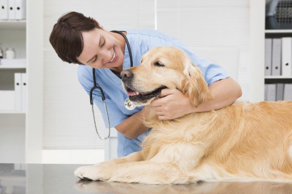 Профессиональный ветеринар: забота о здоровье и благополучии домашних питомцев