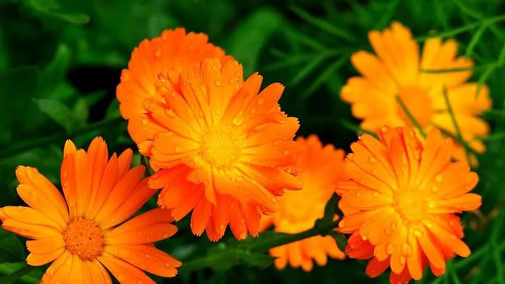 Летние травы – природный заряд здоровья на весь год - Новости на Вести.ru