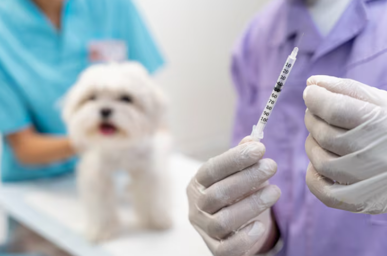 Зачем делать прививки собаке