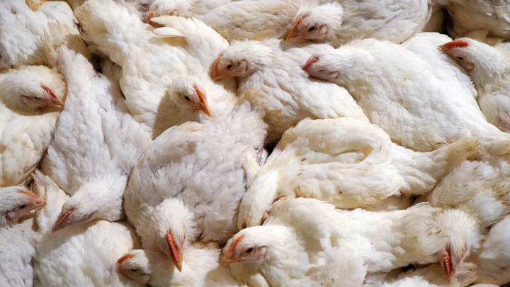 Роспотребнадзор: птичий грипп едва ли может вызвать пандемию опаснее COVID-19 - Новости на Вести.ru