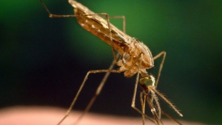 На западе Судана зафиксировано порядка 13 тысяч случаев заражения малярией