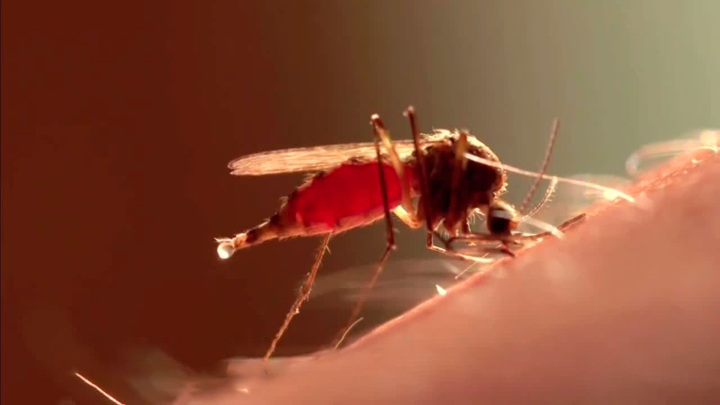 Новые случаи малярии в США обеспокоили местных чиновников
