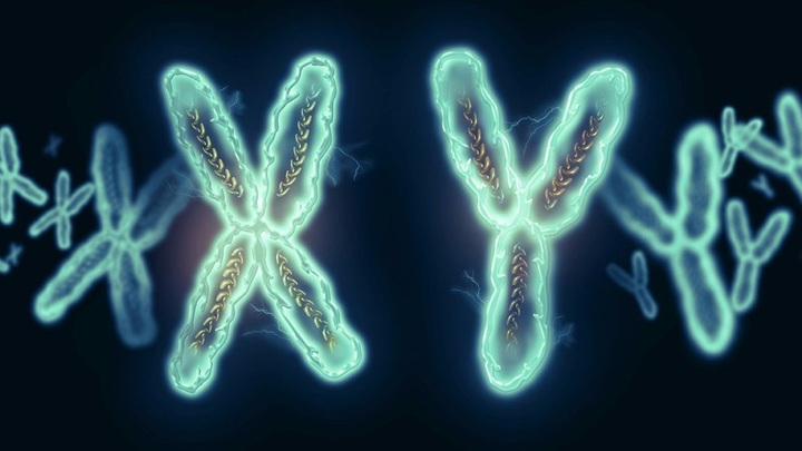 Продолжительность жизни мужчин зависит от их половой хромосомы