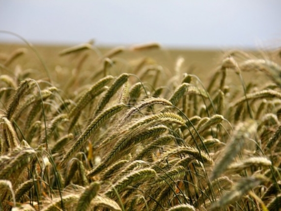 WSJ: США нашли альтернативу «зерновой сделке»
